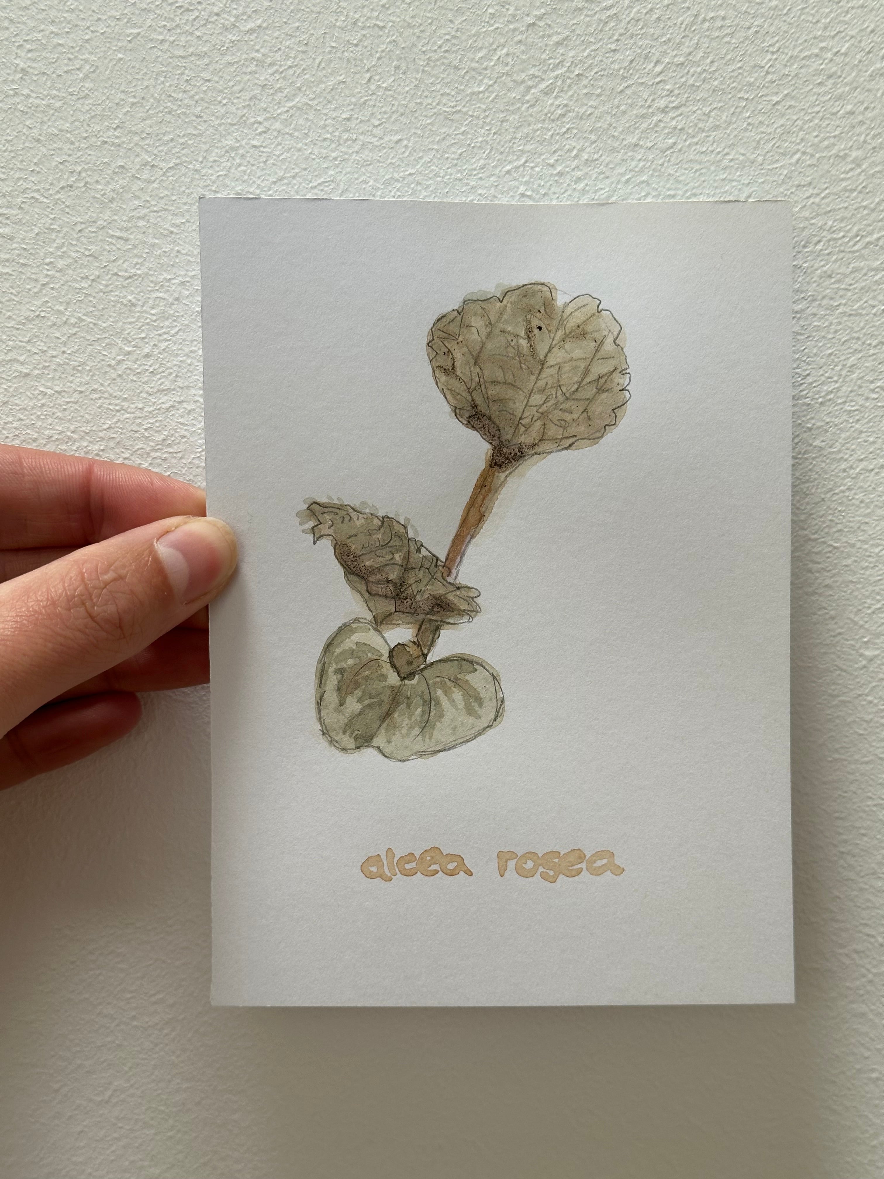 Alcea rosea