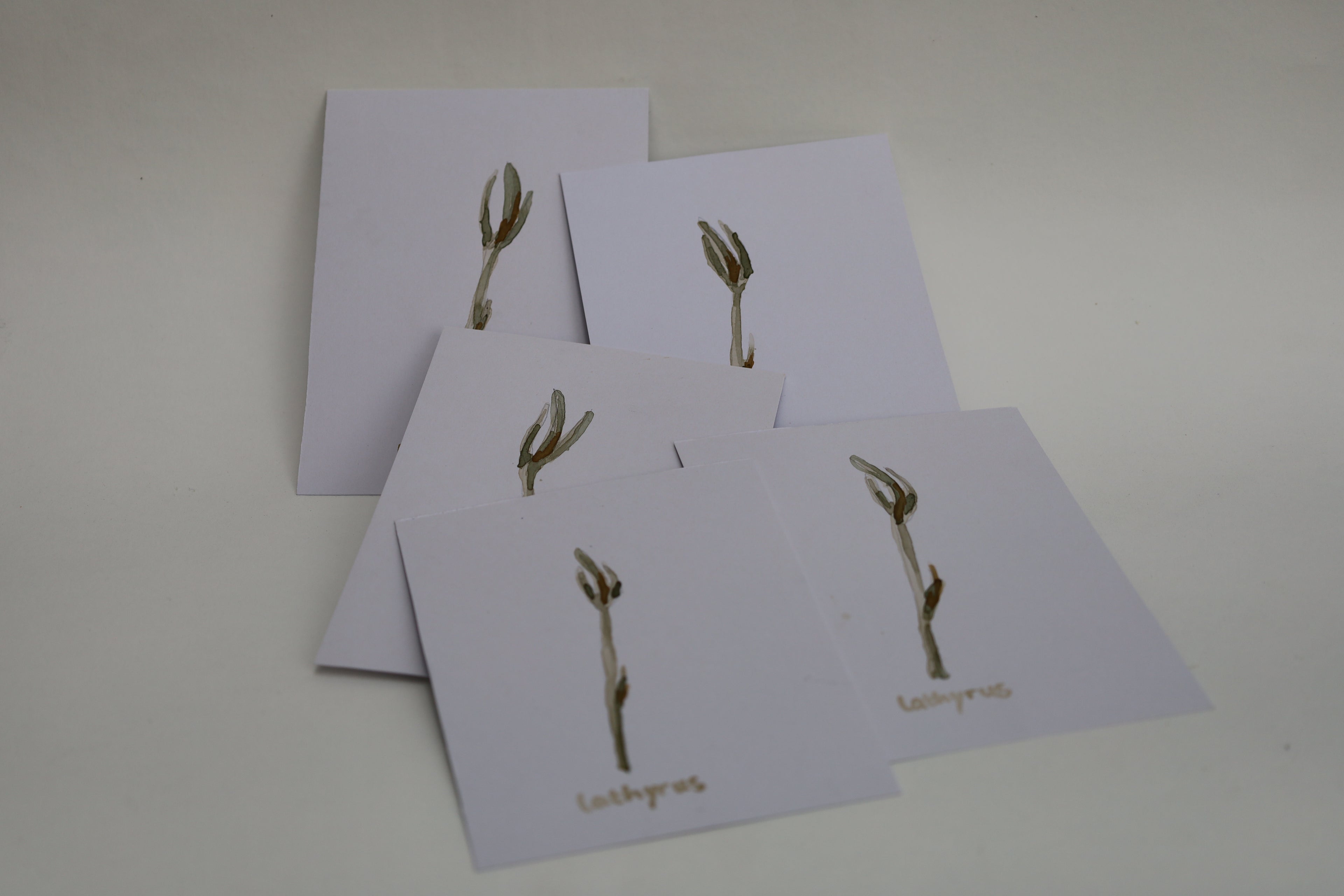 Lathyrus
