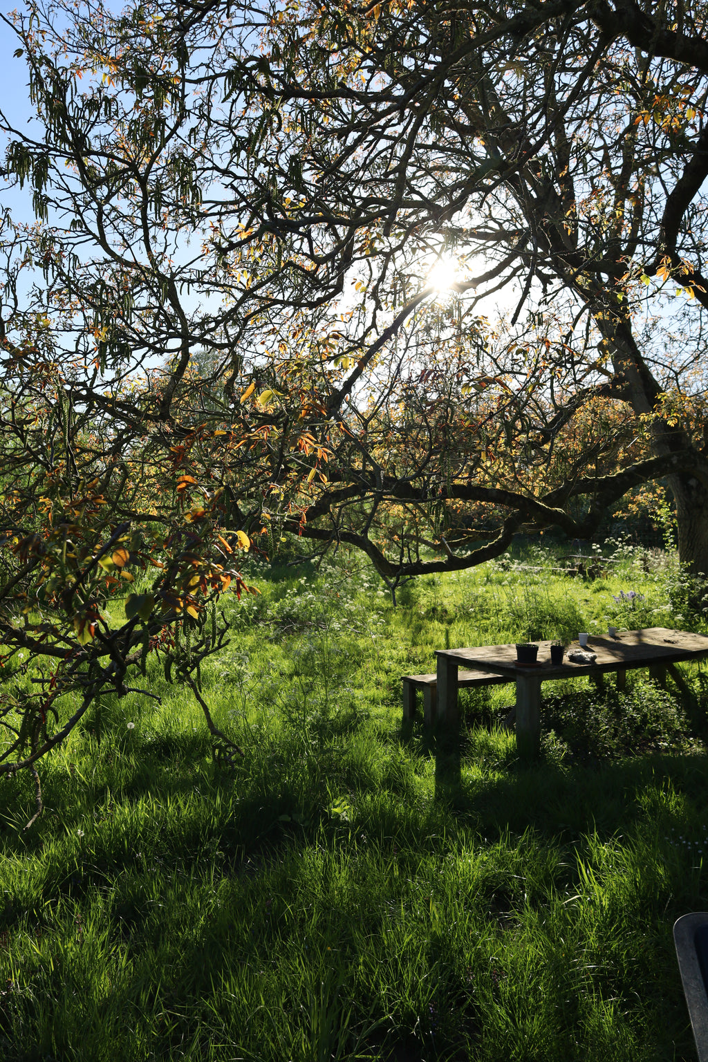wildpluk lunch & workshop planteninkten maken