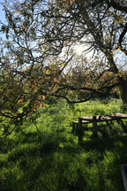 wildpluk lunch & workshop planteninkten maken