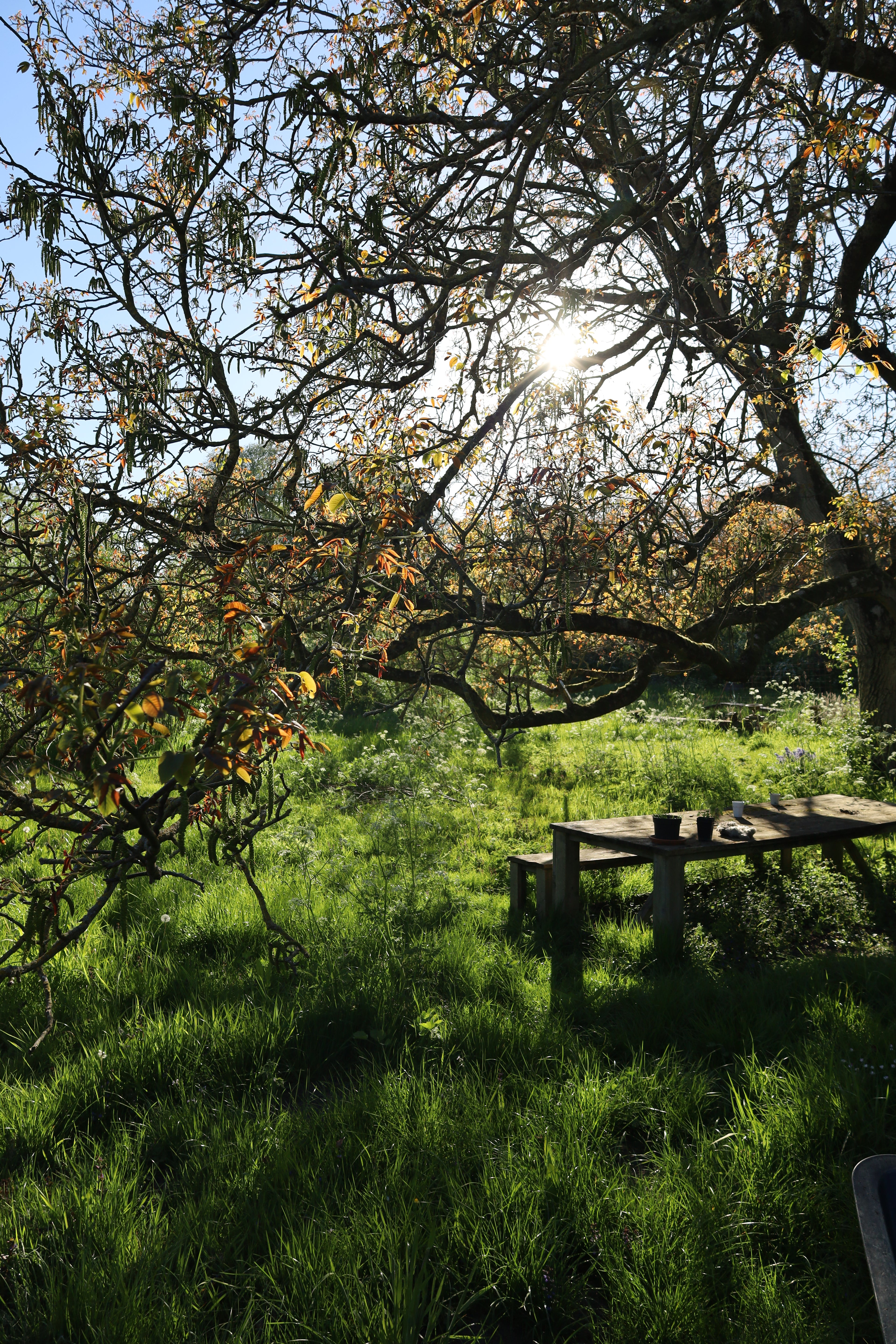 wildpluk lunch & workshop planteninkten maken