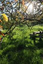 Privé wildpluk lunch & workshop planteninkten maken