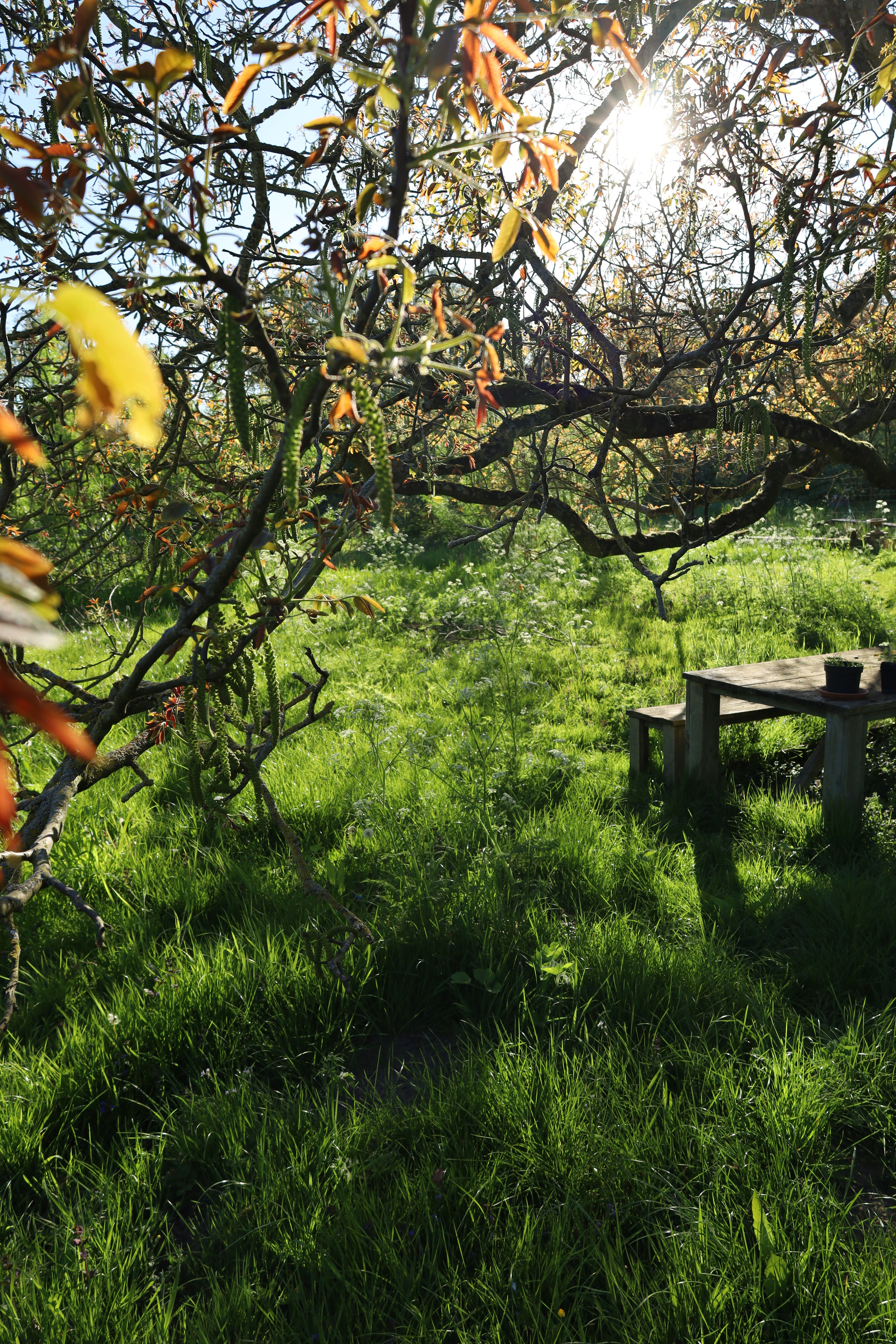 Privé wildpluk lunch & workshop plantpigmenten maken