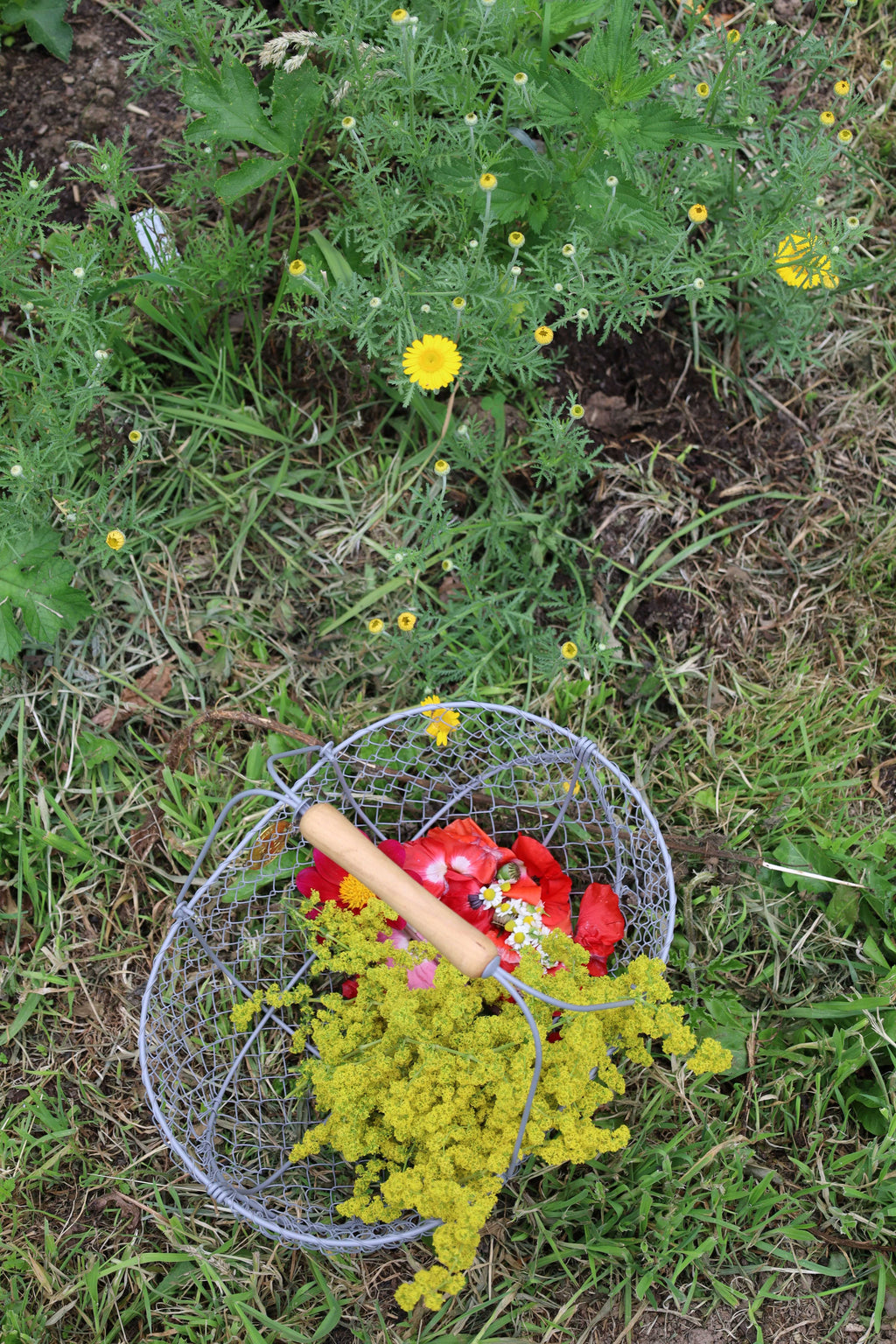 wildpluk lunch & workshop planteninkten maken